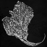 JS Lacy Leaf, 2015, black scratchboard, 8 x 8 in.