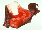 Poppy Petal #7, by Art Oportunities Monthly Edith Hillinger
