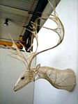 Emily Jan; Northern Exposure,