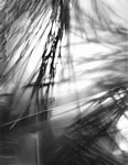 Sunrise Cabbage, by Art Opportunities Monthly subscriber Rebecca Palmer