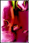 Rose, by AOM Subscriber David Rivas